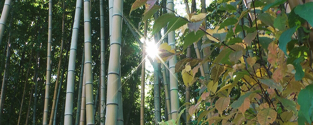 窪・高尾の竹林